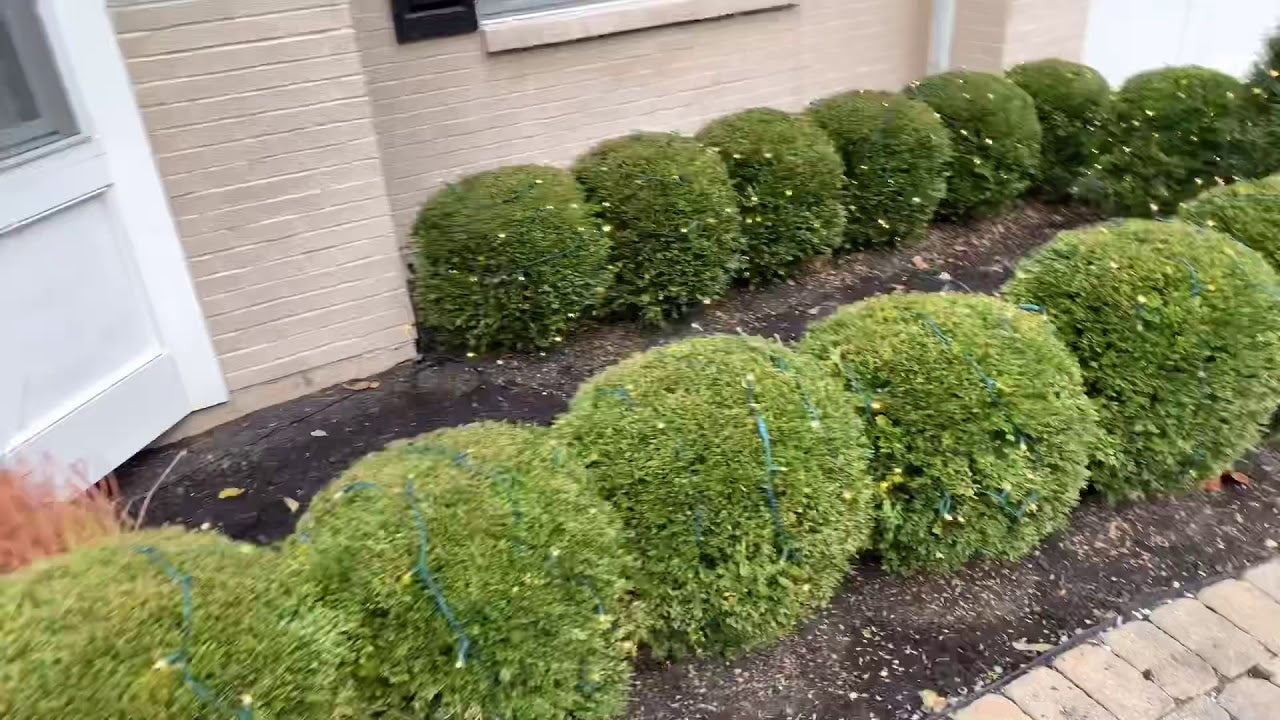 Bush lighting installation — ChristmasLightsHQ guide by Jason Geiman